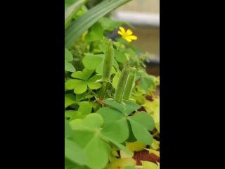 oxalis, or oxalis (oxalis) from mural do curioso / biology